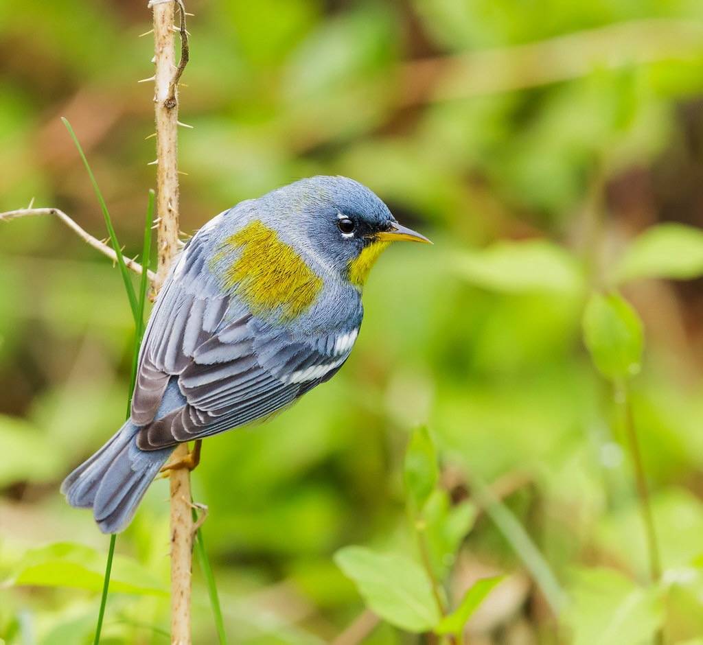 Northern Parula by N. Lewis ShenandoahNPS is marked with Public Domain Mark 1.0.